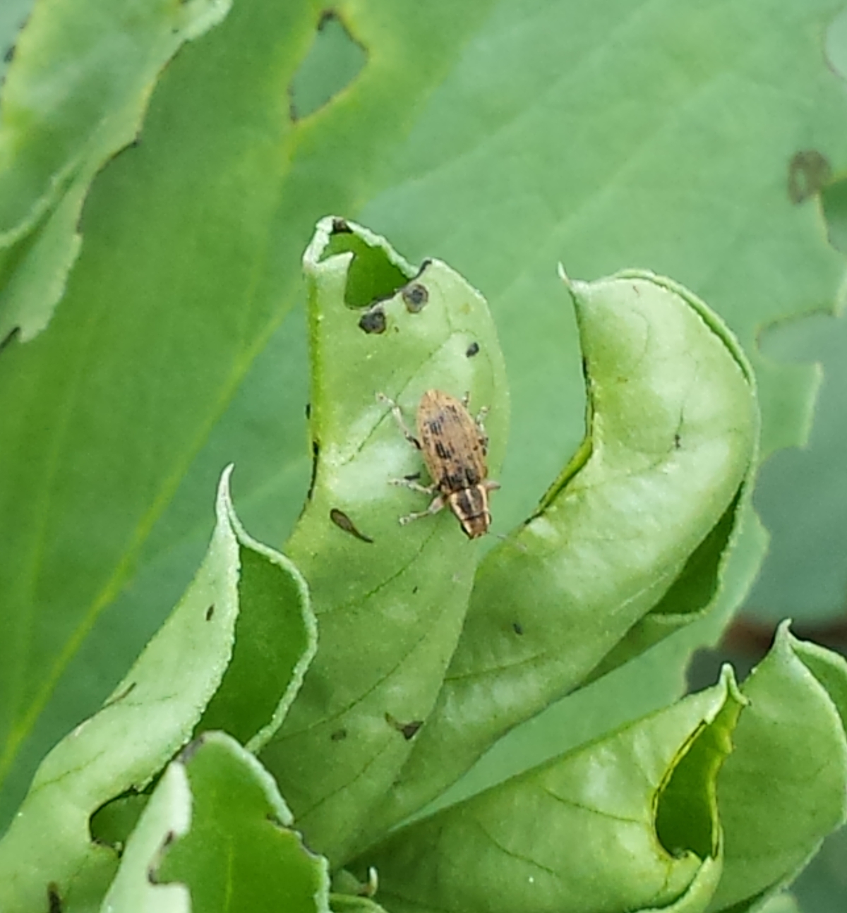 Pea and bean weevil adult in field beans: PheroSyn Awarded Grant for Novel Pheromone Development