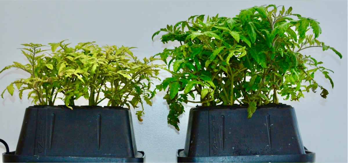 Tomato Plant 8 Weeks - Left Plant Control, Right Plant Grown With VQe MaxStrip