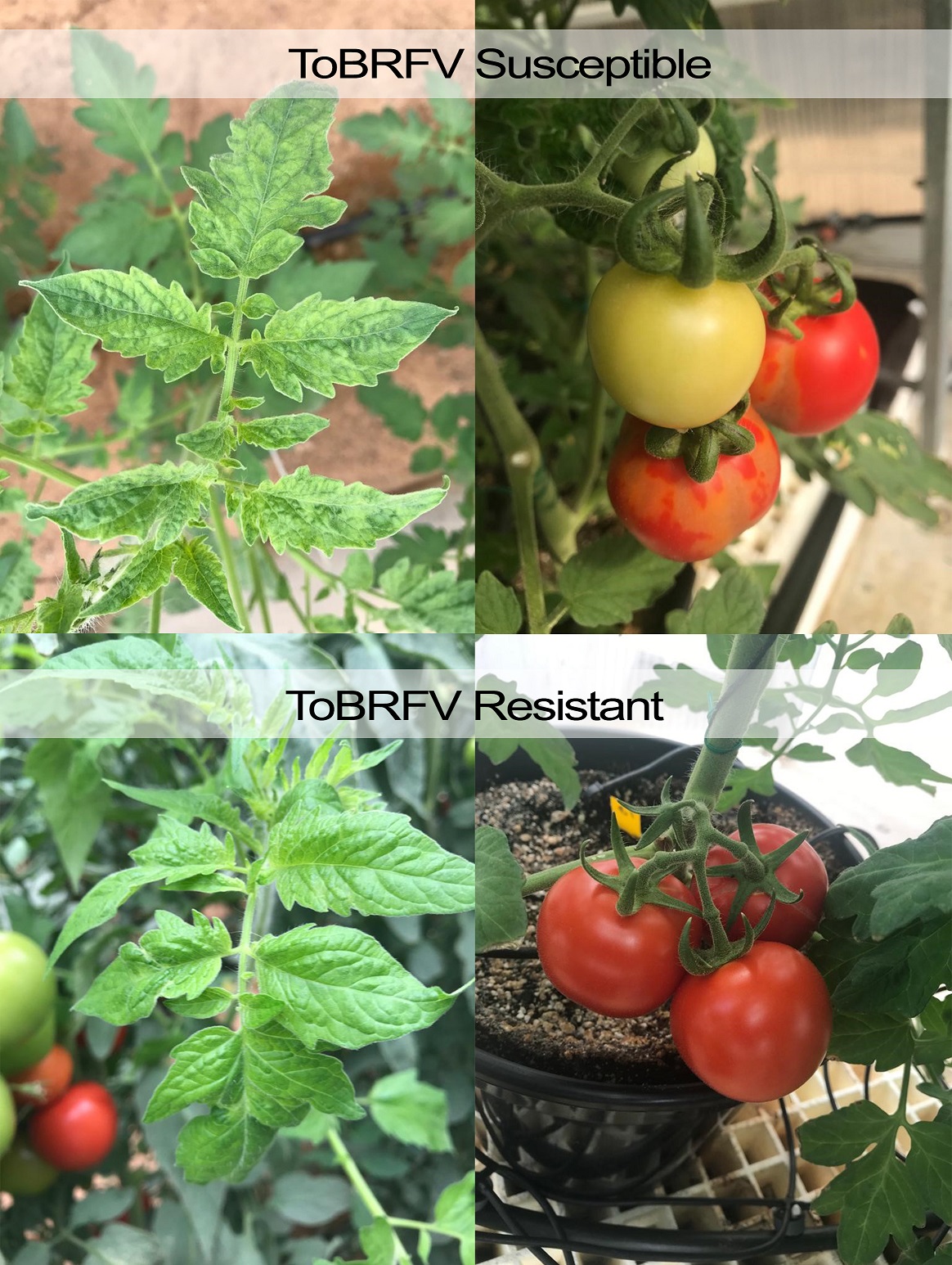Tomato Pest/ Virus Control - AgTech/ AgriTech and Agriculture